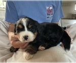 Small Photo #3 Bernese Mountain Dog Puppy For Sale in BERLIN, NJ, USA