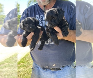YorkiePoo Puppy for sale in BARDSTOWN, KY, USA
