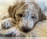Small Photo #8 Goldendoodle Puppy For Sale in DAVIS, CA, USA