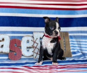 Boston Terrier Puppy for sale in LANCASTER, PA, USA
