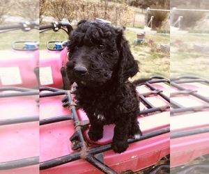 Goldendoodle Puppy for sale in ANDERSONVILLE, TN, USA