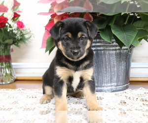 Shiba Inu-Siberian Husky Mix Puppy for sale in SHILOH, OH, USA