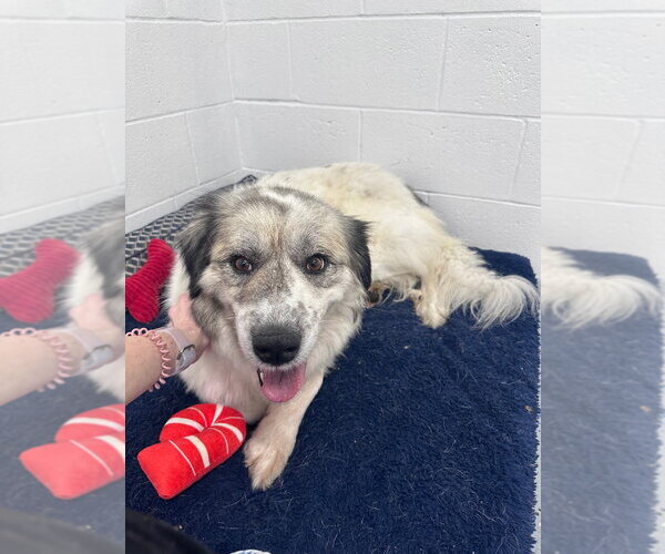 Medium Photo #3 Great Pyrenees-Unknown Mix Puppy For Sale in Pierceton , IN, USA