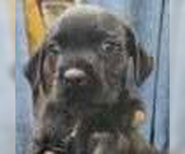 Medium Photo #1 Mutt Puppy For Sale in Royal Palm Beach, FL, USA