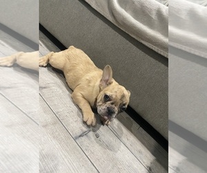 French Bulldog Puppy for sale in AUBURN, WA, USA