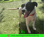 Small #17 Jack Russell Terrier Mix