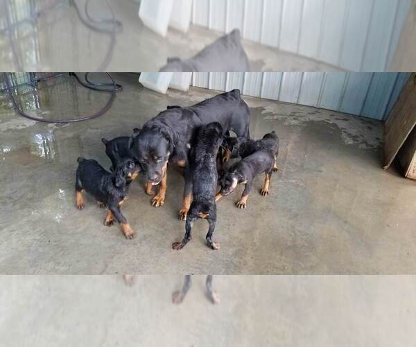Medium Photo #59 Rottweiler Puppy For Sale in RIEGELWOOD, NC, USA