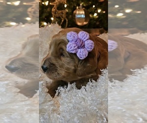 Goldendoodle Puppy for sale in EL PASO, TX, USA
