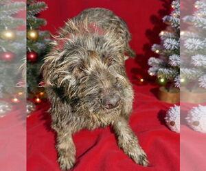 Mutt Dogs for adoption in Wakefield, RI, USA