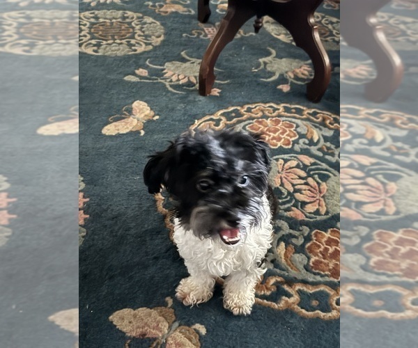 Medium Photo #14 Havanese Puppy For Sale in SATSUMA, FL, USA