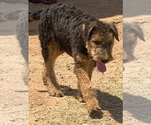 Airedale Terrier Puppy for Sale in Dalhart, Texas USA