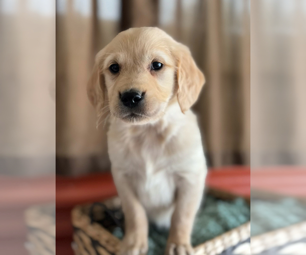 Medium Photo #2 Golden Retriever Puppy For Sale in CERES, CA, USA