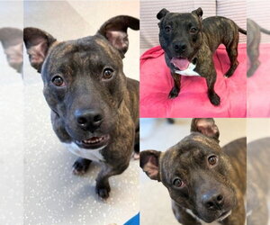 Mutt Dogs for adoption in Fort Wayne, IN, USA