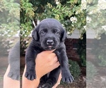 Small Photo #16 Labrador Retriever Puppy For Sale in MARION, SC, USA