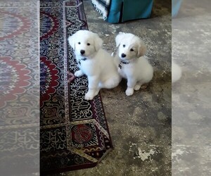 Great Pyrenees Puppy for sale in LAWRENCEBURG, KY, USA