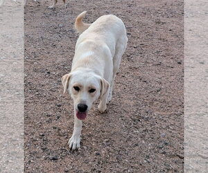 Lady - Female Labrador Retriever Dog for Adoption - Photo #3