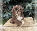 Small #2 Shih Tzu