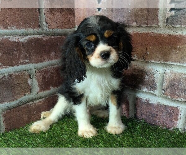 Medium Photo #8 Cavalier King Charles Spaniel Puppy For Sale in MOBERLY, MO, USA