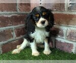 Small #7 Cavalier King Charles Spaniel