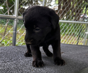 Shepradors Puppy for sale in BARRE, VT, USA