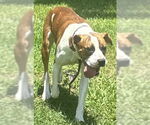 Small #1 Boxer Mix