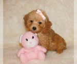 Small Photo #1 Poodle (Toy) Puppy For Sale in WARRENSBURG, MO, USA