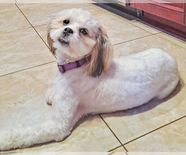 Medium Photo #4 Shih Tzu-Unknown Mix Puppy For Sale in Corona, CA, USA