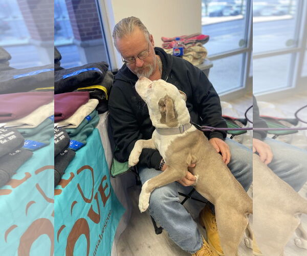 Medium Photo #9 Mutt Puppy For Sale in Mount Laurel, NJ, USA