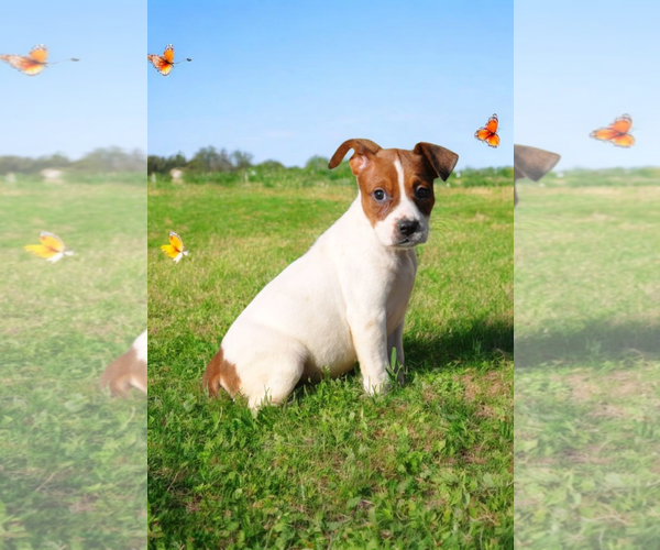 Medium Photo #3 Basenji-Rat Terrier Mix Puppy For Sale in McKinney, TX, USA