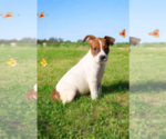 Small #2 Basenji-Rat Terrier Mix
