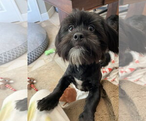 Teddy & Bear 2 - Male Shih Tzu-Unknown Mix Dog for Adoption - Photo #3