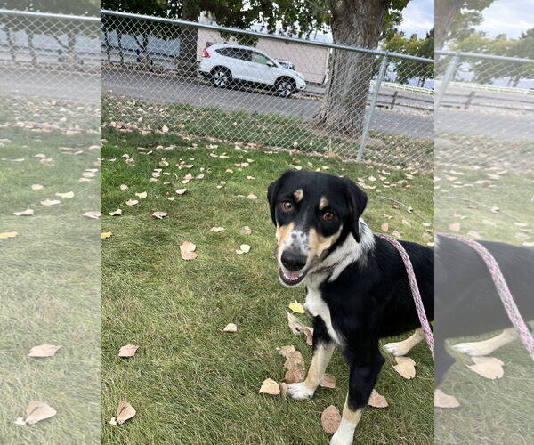 Medium Photo #1 Mutt Puppy For Sale in Emmett, ID, USA