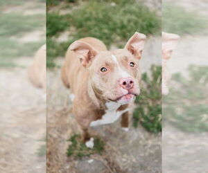 American Pit Bull Terrier Dogs for adoption in Longview, WA, USA