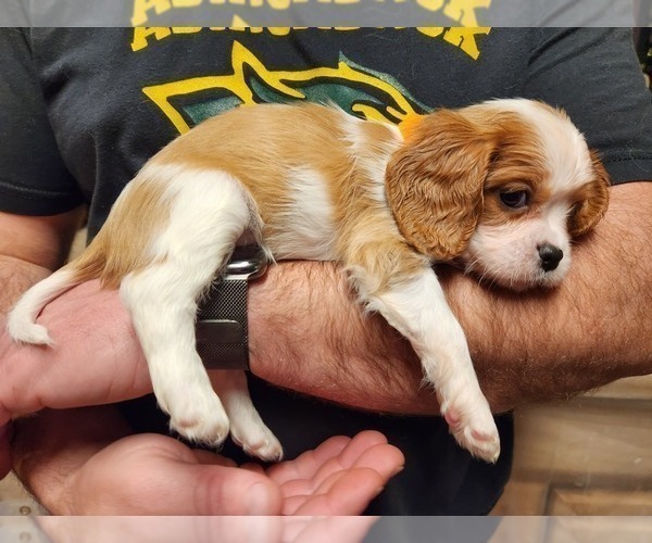 Medium Photo #7 Cavalier King Charles Spaniel Puppy For Sale in BOONVILLE, NY, USA
