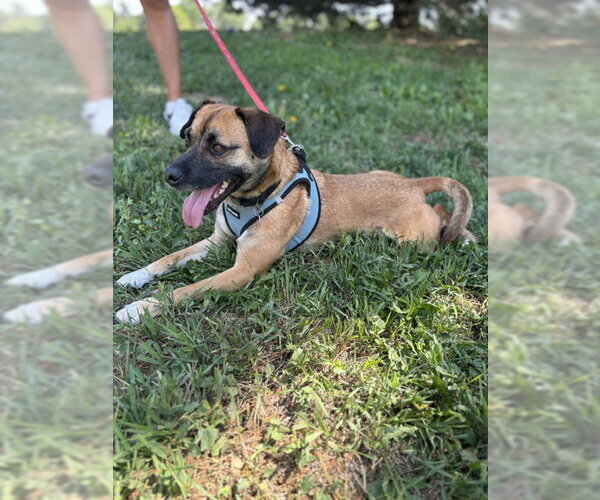 Medium Photo #3 Mutt Puppy For Sale in Aurora, CO, USA