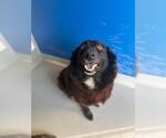 *FARRAH - Female Australian Shepherd-Unknown Mix Dog for Adoption - Small photo