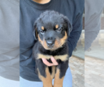 Small Photo #4 Rottweiler Puppy For Sale in HOUSTON, TX, USA