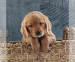 Small Photo #1 Golden Retriever Puppy For Sale in GORDONVILLE, PA, USA