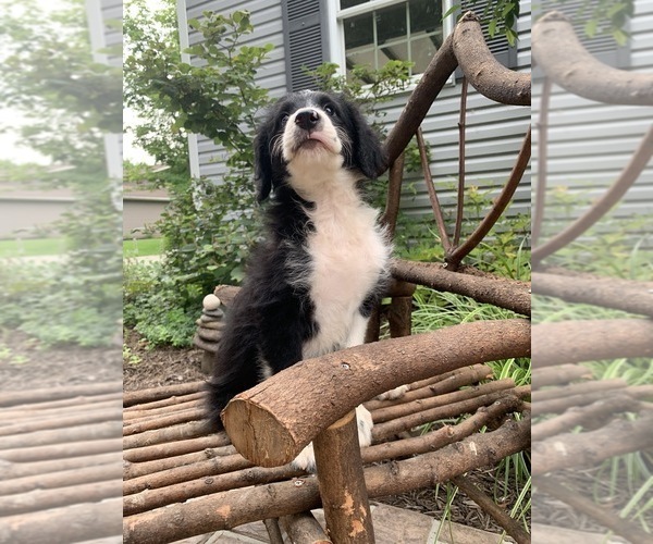 Medium Photo #7 Bordoodle Puppy For Sale in CRESTON, OH, USA