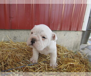 Beabull Puppy for sale in BLACKLICK, OH, USA