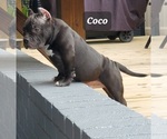 Small Photo #17 American Bully Puppy For Sale in ROCKVILLE, MD, USA