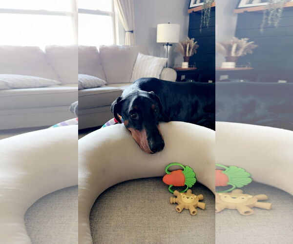Medium Photo #9 Doberman Pinscher Puppy For Sale in Buffalo, MN, USA