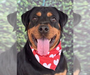 Rottweiler Dogs for adoption in Hillsboro, NH, USA