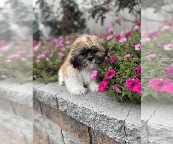 Medium Photo #6 Shih Tzu Puppy For Sale in CANOGA, NY, USA