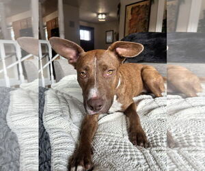 American Pit Bull Terrier-Unknown Mix Dogs for adoption in Polson, MT, USA