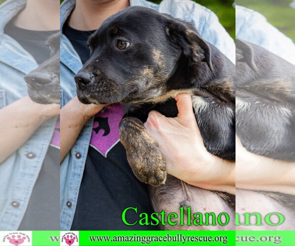 Medium Photo #17 Rottweiler-American Pit Bull Terrier Puppy For Sale in Milton, FL, USA