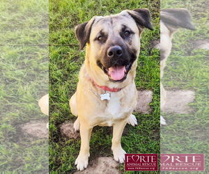 Akita-American Staffordshire Terrier Mix Dog for Adoption in Marina del Rey, California USA