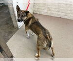 Small German Shepherd Dog