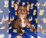 Small Photo #8 French Bulldog Puppy For Sale in N CHESTERFLD, VA, USA