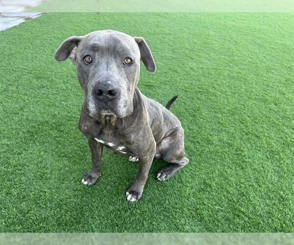 Medium Photo #1 Mutt Puppy For Sale in Grand Prairie, TX, USA